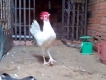 Đồng Nai bán gà mỹ rặt giá rẻ