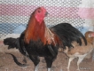 Bán gà tre mỹ gà tre peru gà peru nòi đá và con giống tại q7 giá hửu nghị