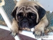 bán cho pug 3 tháng
