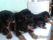 thanh lí rottweiler đủ các loại tháng-năm tuổi cho anh em làm kinh tế đây