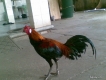 Gà Peru we nghệ lưng gù cho AE làm nọc đây tại Bình Dương