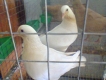 Bán bồ câu gà banh vàng Mỹ và bồ câu pháp trắng - Củ Chi - Tphcm