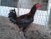 Gà peru, gà nòi , gà tre ,giá cả hợp lệ tphcm
