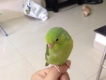 vẹt PARROTLET