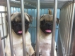 Cần Bán Chó  PUG  Thuần Chủng