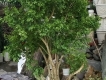 Bán mấy gốc nguyệt quế lâu năm cao 3m, hoành 30-40cm