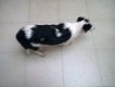 hcm-định cư nước ngoài bán bé border collie