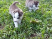 Bán cún Husky con thuần chủng siêu kute.