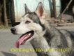 An Giang - Bán Husky đực