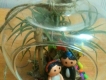Terrarium cây không khí cực kỳ cute