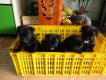 tphcm bán bầy chó pug đen 2 tháng giá 3,5 triệu một con