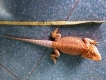 Bán Bearded Dragon Đỏ x Cam
