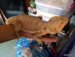 Bán Bearded Dragon max size