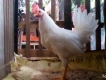 cần thanh lý gà nòi mỹ rặc giá rẻ ở đồng nai