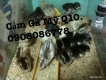 Cần Bán Gà Con Giá Rẻ