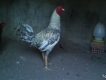 Gà pêru rặc giá mềm