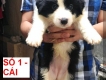 Toàn quốc - Nhận gạch đàn chó chăn cừu Boder Collie Australia thuần chủng lứa đầu tiê