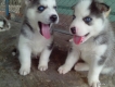 Cún Husky gần 2 tháng tuổi, thuần chủng !!!