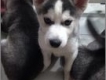 Bán HUSKY 2 Tháng tuổi