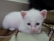 HCM - Một bé mèo Nga lông trắng và  2 bé mèo Nga lai Xiêm cực xinh - giá rẻ
