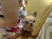 chihuahua mini cai dep gia re,den tuoi len giong