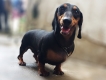 vài em Lạp xưởng, dachshund, teckel con cái giống 18 tháng tuổi sinh sản tốt