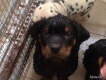 Rotweiler  đốm pug mini hcm