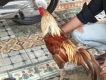 gà nòi.....thủ đức.