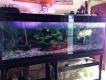 bán cá Thanh Long (9t), bể cá cùng tất cả vật dụng liên quan