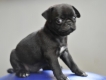 Bầy Pug con cần bán