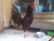 Bán Vài Con Gà Giá Rẻ
