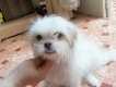 bán chó bắc kinh lai Nhật