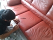Dịch vụ phục hồi và sửa chữa ghế da sofa cao cấp