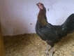 bán căp Gà mái Peru lai Mỹ