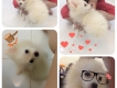 phóc sóc (pomerian) màu trắng baby 3 tháng tuổi giá cực rẻ đây