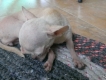 Bán chó chihuahua cái