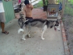 Phối giống chó Husky, giá hữu nghị nhất SG