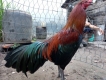 tp hcm cần bán gà nòi và gà tre cho ae choi