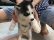 rã bầy husky đen trắng,mắt xanh sn 20/4 tại hcm về chủ mới