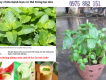 Bán cây bạc hà chống muỗi, làm cảnh văn phòng, chữa bệnh, phục vụ nấu nướng, làm đẹp