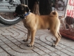 tphcm bán chó pug đực 5 tháng giá 4 triệu