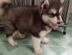 Cần bán bé alaskan malamute nâu đỏ cái 2 tháng tuổi . 7kg cực cute !!!!!