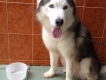 Cần tìm chủ cho bé husky cái trưởng thành 2 tuổi