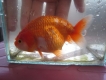 Quận 12 - Cần bán Ranchu ( Gold Fish )