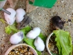 Hamster baby Q11 mập ú giá rẻ