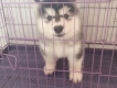 Cần bán bé alaskan malamute cái xám trắng 2 tháng tuổi cực xinh luôn ý >.<