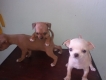 HCM-Bán chó CHIHUAHUA nhà đẻ cực kỳ đáng yêu