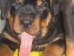 Rottweiler puppy ngoại cỡ giá siêu VIP