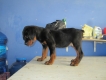 hcm- bán chó ROTTWEILER dòng đại, chất lượng, có bảo hành, giá chỉ từ 4,5tr