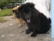 Đăng lại 2 con Chowchow có clip và hình mới.
